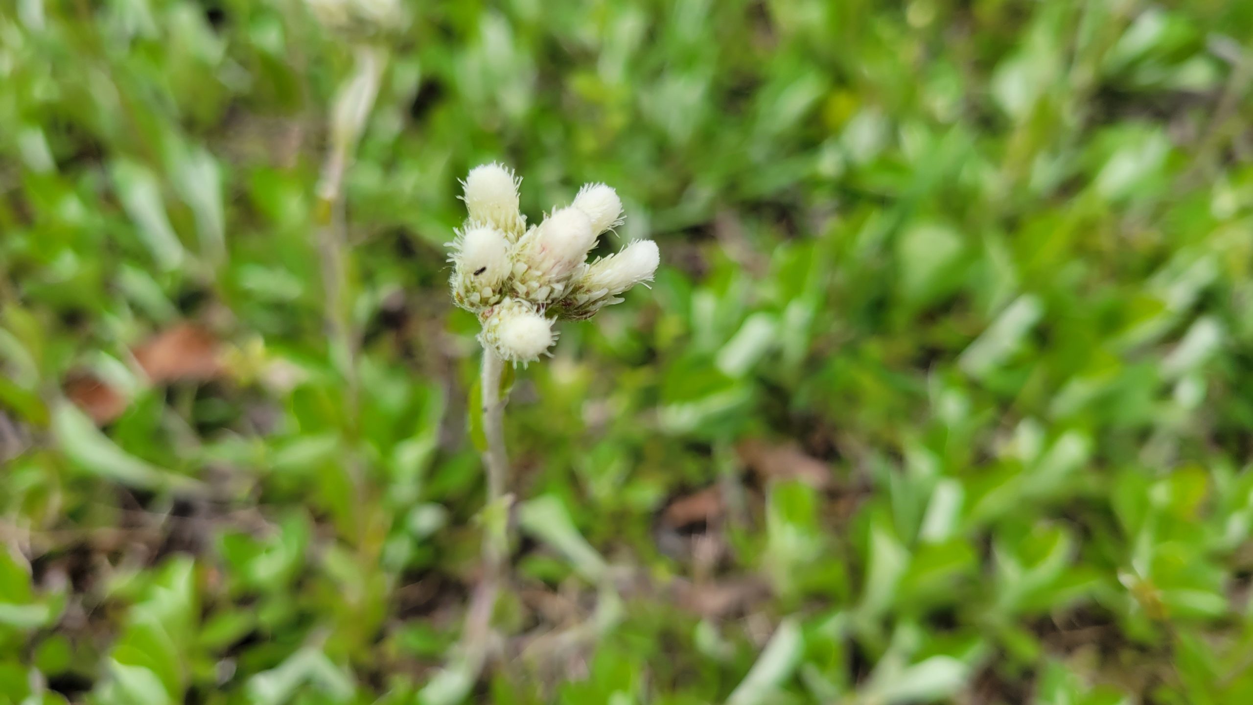 plantain-leaved pussytoes