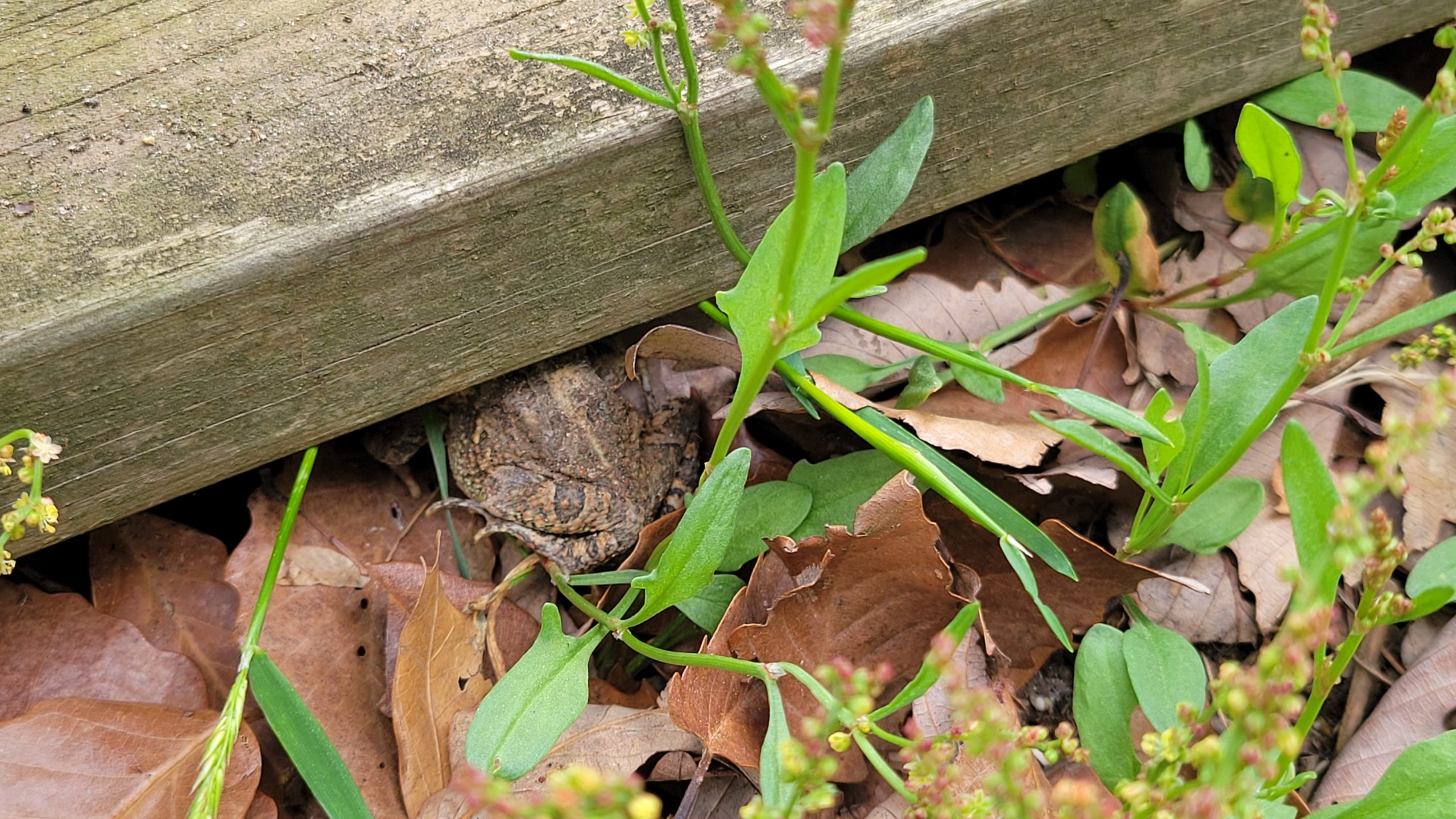 an actual toad, I hope it finds the toad house