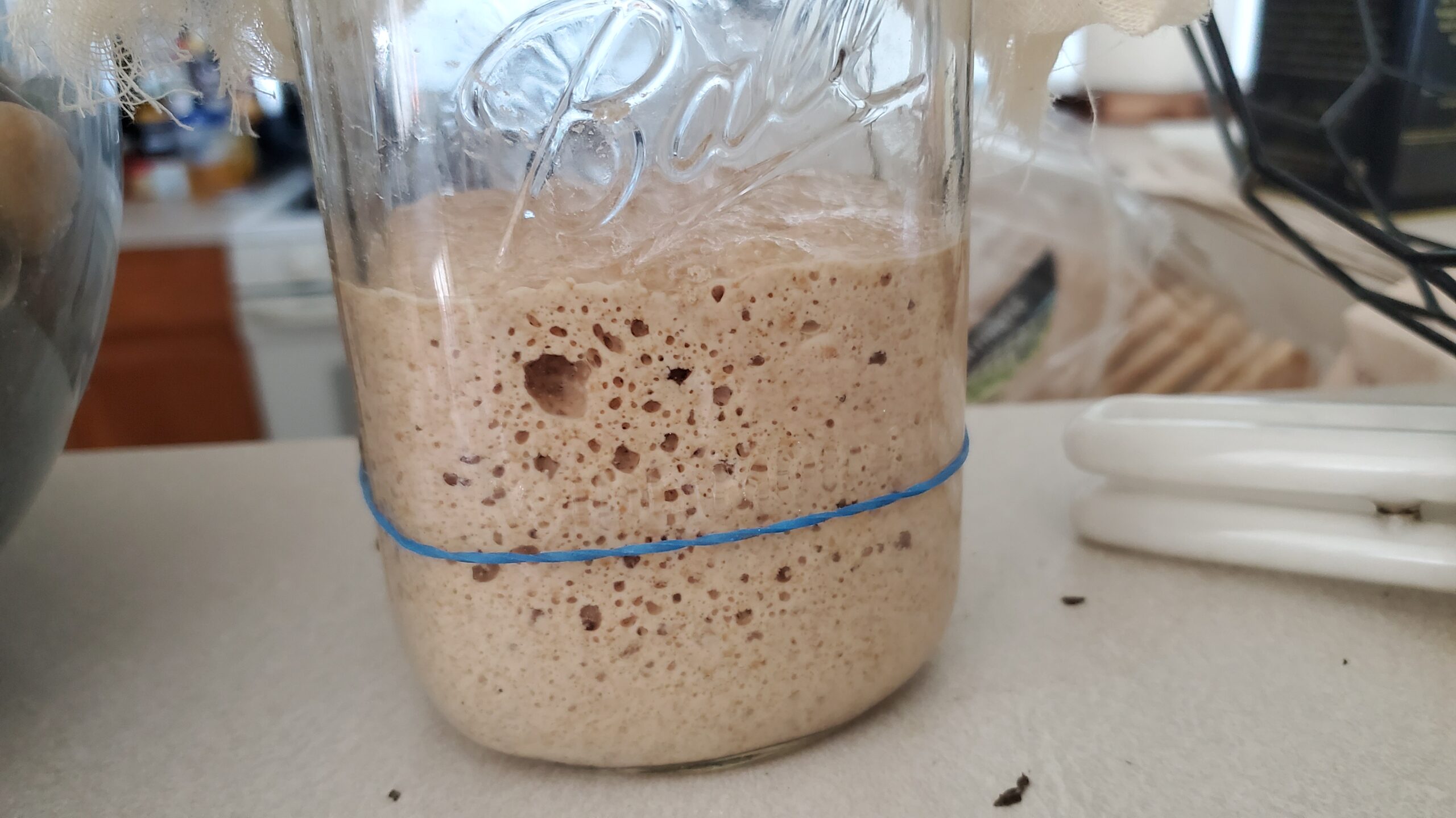 Close-up photo of sourdough starter in a Ball mason jar. A blue rubberband around the jar marks the starter's starting level. It has risen twice as heigh and is full of bubbles.