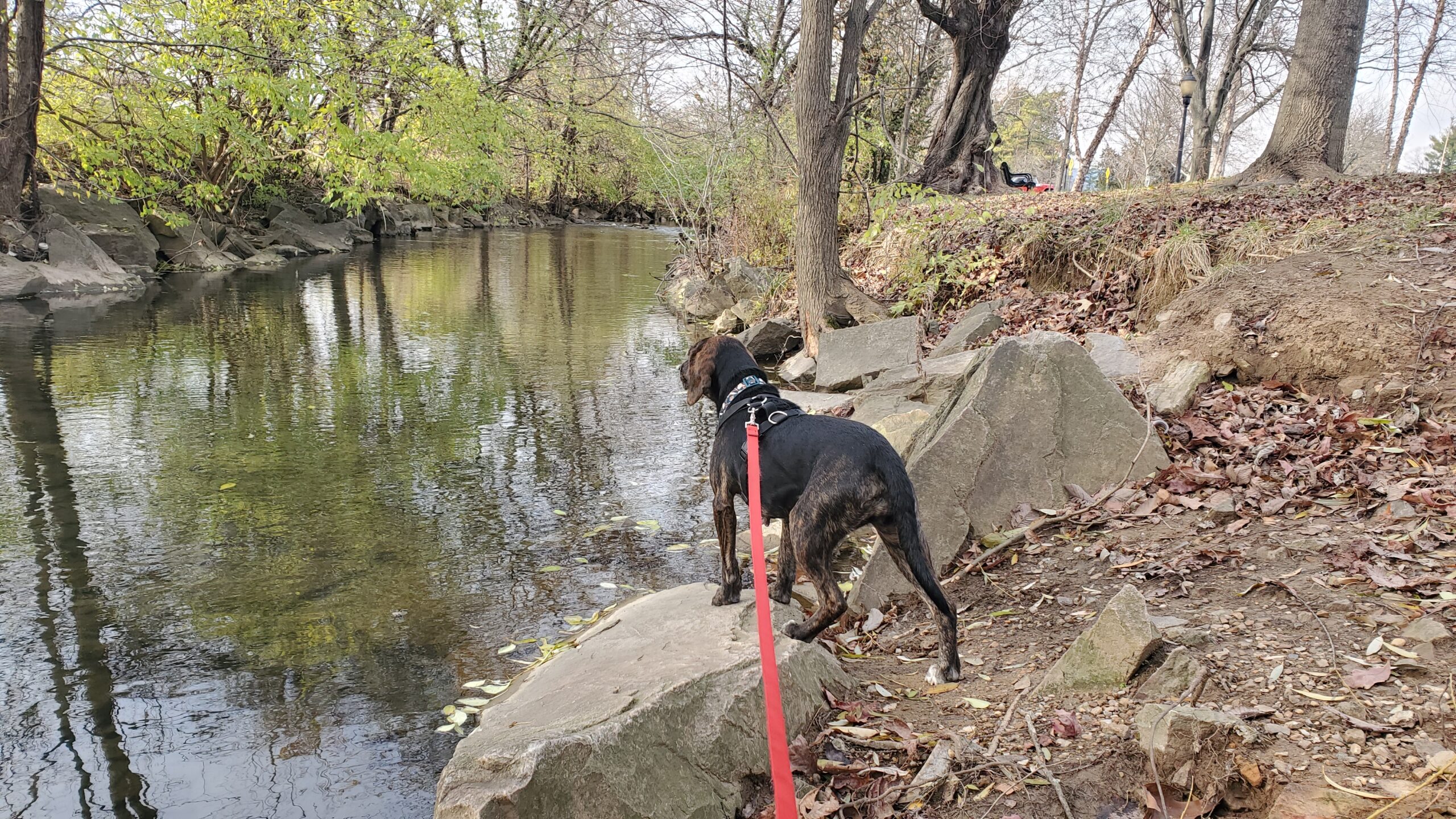 Photo of an adult black and brindle Beagle-mix dog on a red leash standing on a rock beside a creek.