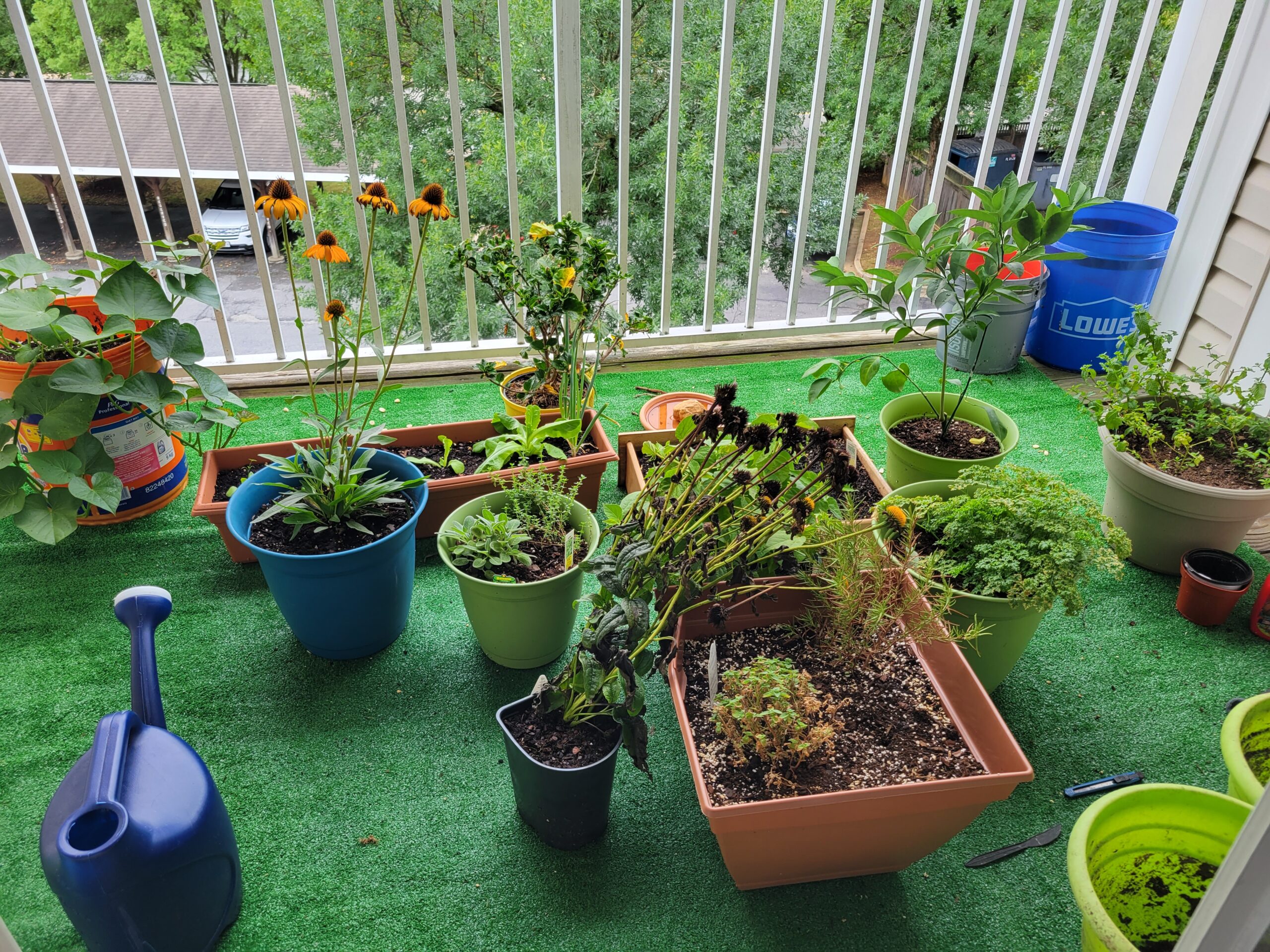 Photo of a container garden on a fourth-floor balcony lined with astroturf. The plants growing include: sweet potato in a bucket, coneflowers, lettuce, hibiscus, sage, thyme, rosemary, parsley, a Meyer lemon sapling, mint. There are also a few empty containers and a watering can.
