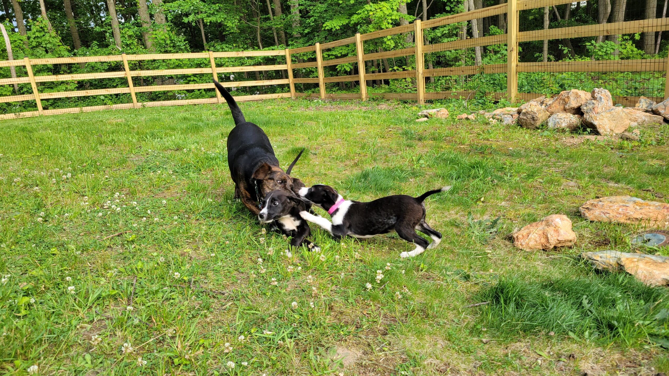 Photo of an adult Beagle mix dog playing with two 10-week-old black and white puppies in a grassy yard.