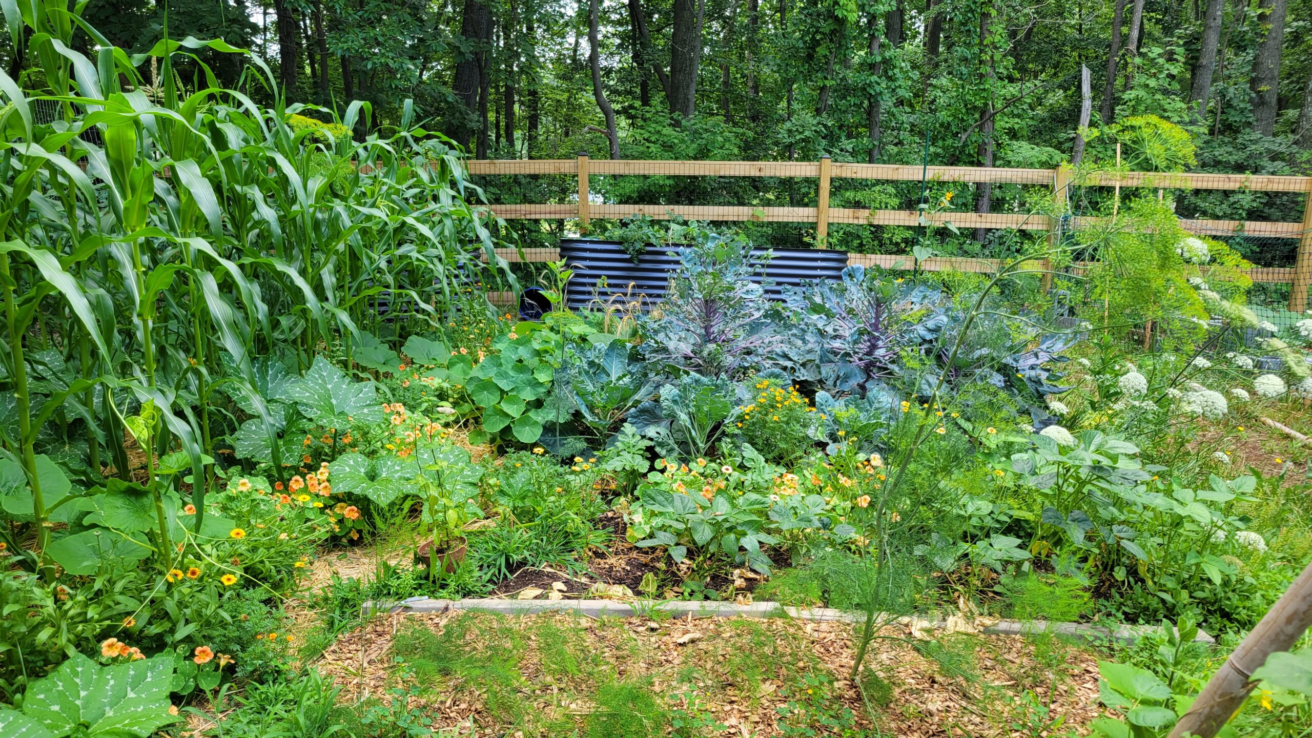 Photo of a garden plot in mid-summer. Left to right: corn stalks, squash vines, flowers, potatoes, Brussels sprouts, beans, carrots and dill flowering.