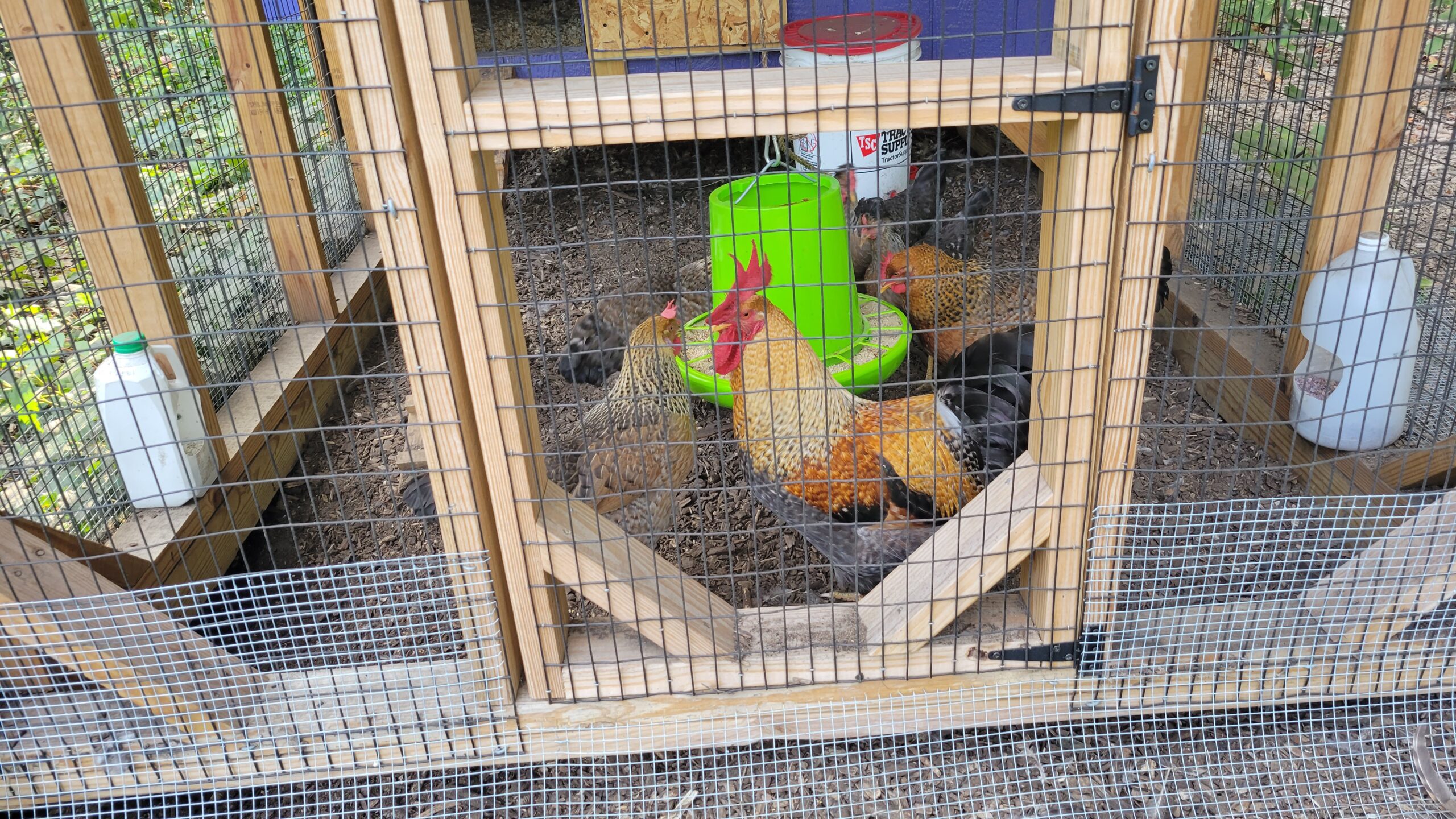 Photo of six chickens in a small outdoor run. The chickens are gathered around a green feeder suspended from a rope. Clockwise from top left: a Bielefelder hen, half-hidden behind the feeder; two Cream Legbar hens; a Bielefelder hen; an Olive Egger rooster; an Olive Egger hen.