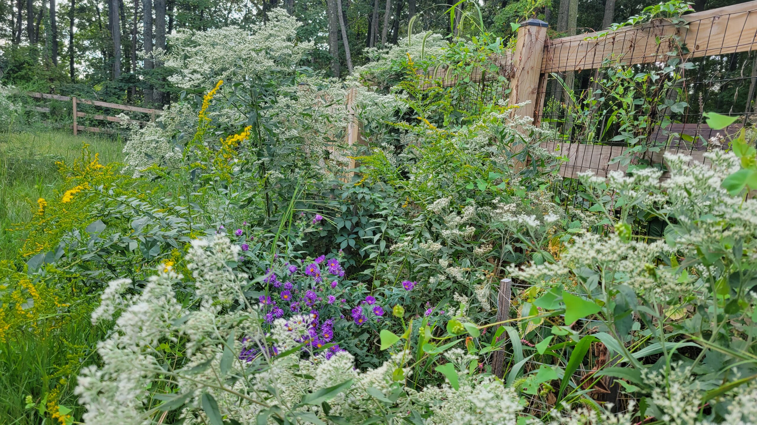 Photo of flowers, grasses, and weeds growing along a paddock fence. Plants include: late bonset, New York aster, goldenrod, bindweed, Virginia creeper.