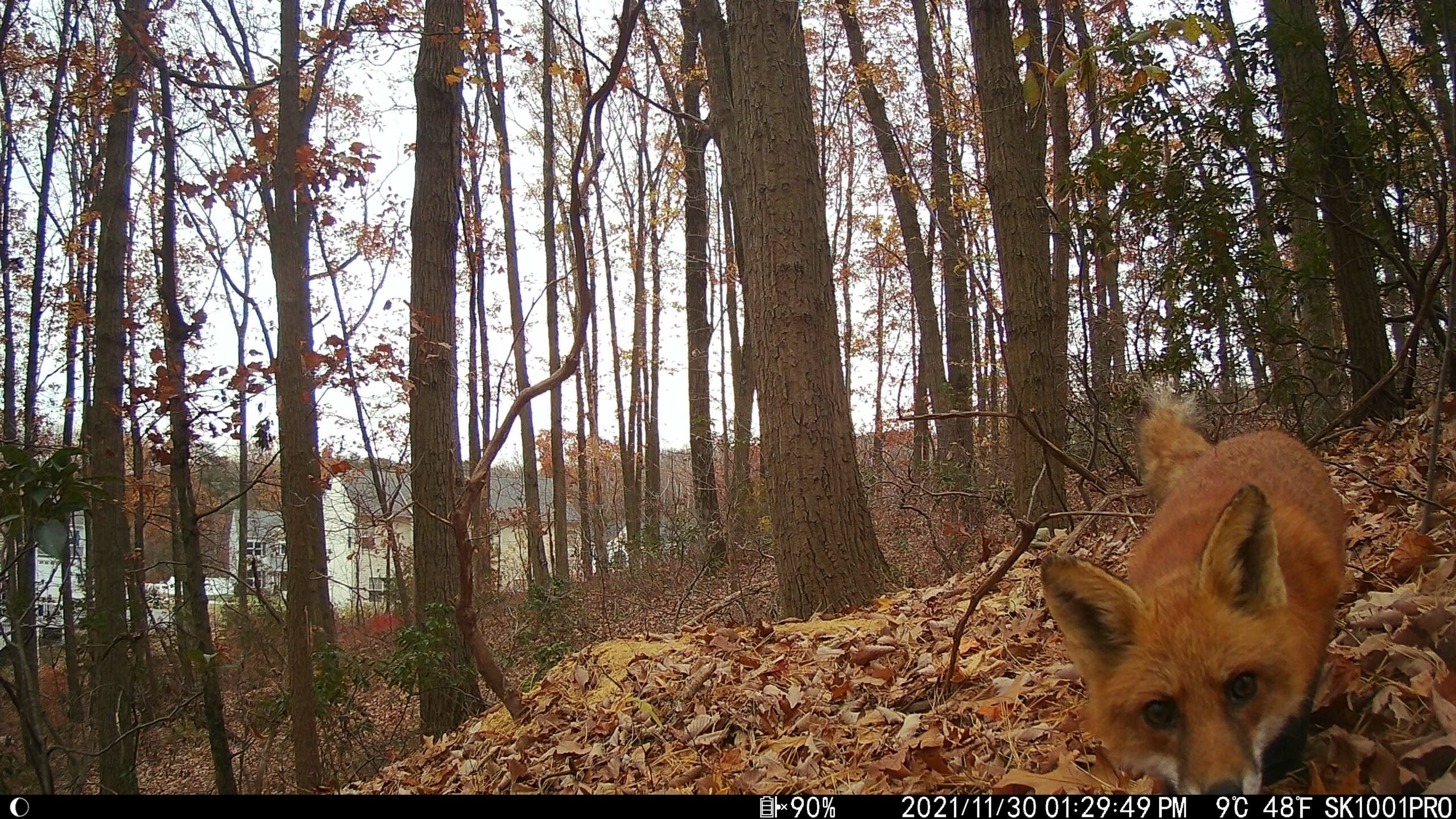 Photo from a trail camera of a red fox in a track of woods. The trees are half-bare, some still sporting red and gold leaves. The fox is low to the ground, stretching with its nose in the right bottom corner of the photo, eyes fixed directly on the camera. The date of the photo is November 30, 2021.