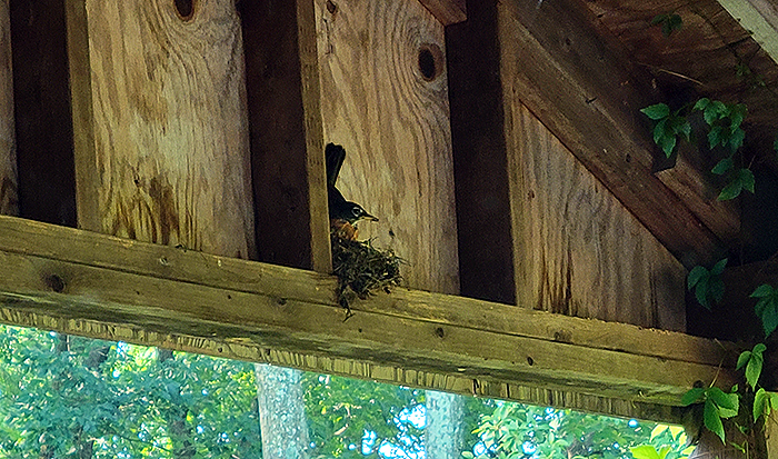 Photo of an American robin sitting in an in-progress nest in the wooden rafters of a carport.